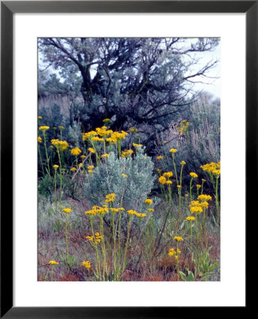 Wildflowers And Sage, Eastern Washington, Usa by William Sutton Pricing Limited Edition Print image
