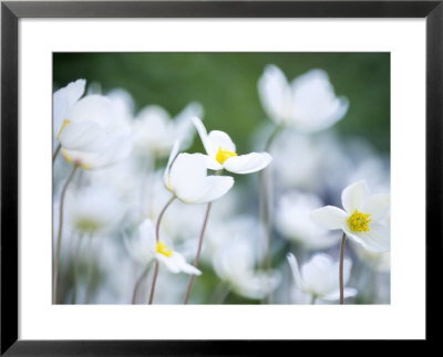 Anemone Sylvestris (Snowdrop Anemone), Close-Up Of White Flowers by Hemant Jariwala Pricing Limited Edition Print image
