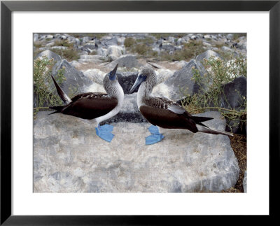 Blue-Footed Boobies In Skypointing Display, Galapagos Islands, Ecuador by Jim Zuckerman Pricing Limited Edition Print image