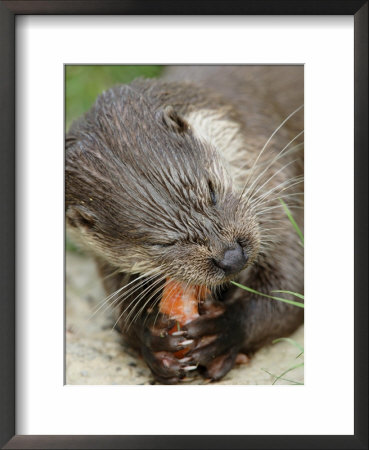 European Otter, Eating Salmon, Sussex, Uk by Elliott Neep Pricing Limited Edition Print image