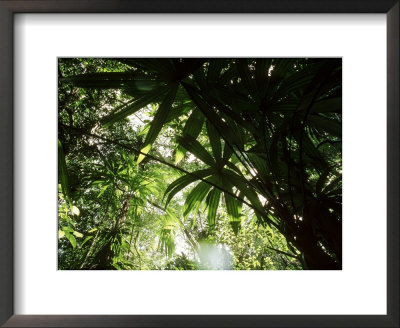 Tropical Rainforest With Guano Palms, Southern Yucatan Peninsula by Patricio Robles Gil Pricing Limited Edition Print image