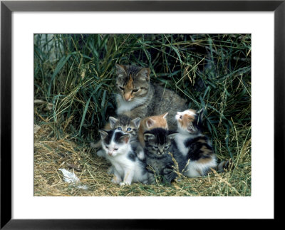Outdoor Portrait Of Cat And Kittens by Allen Russell Pricing Limited Edition Print image