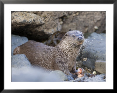European Otter Eating An Eel On A Rocky Shore, Scotland by Elliott Neep Pricing Limited Edition Print image