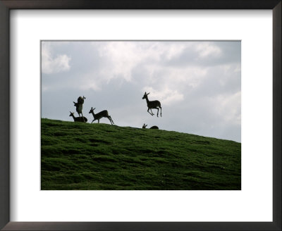 Impalas On The Run by Don Romero Pricing Limited Edition Print image