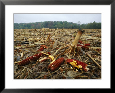 Corncobs In A Harvested Field Near Hopkinsville by Phil Schermeister Pricing Limited Edition Print image