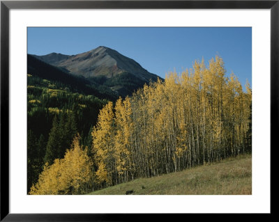 A View Of Quaking Aspen Trees With Red Mountain In The Background by Marc Moritsch Pricing Limited Edition Print image