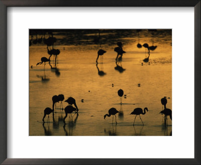 Silhouetted Migratory Flamingos Feeding In A High-Altitude Lake by Joel Sartore Pricing Limited Edition Print image