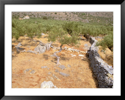Olive Orchard And Stone Wall, Greece by Russell Young Pricing Limited Edition Print image