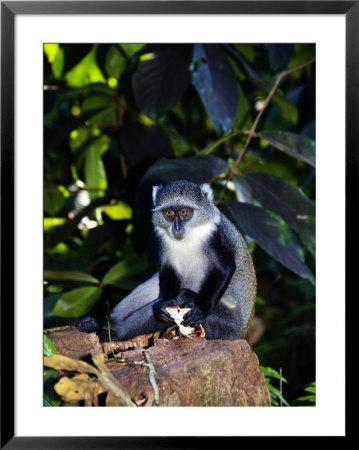 Blue Monkey, Eating, Zanzibar by Ariadne Van Zandbergen Pricing Limited Edition Print image