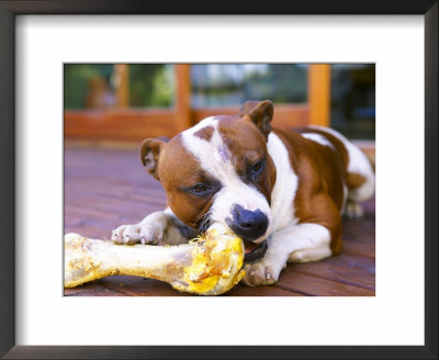 Dog Eating A Bone Western Cape, South Africa by Roger De La Harpe Pricing Limited Edition Print image