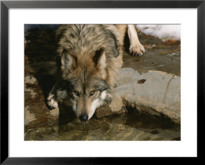 A Gray Wolf Drinks Water From A Pond by Taylor S. Kennedy Pricing Limited Edition Print image