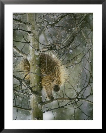 A North American Porcupine Climbs Down A Tree In The Snow by Michael S. Quinton Pricing Limited Edition Print image