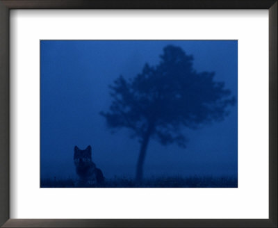 Misty View Of A Gray Wolf Sitting Near A Tree by Joel Sartore Pricing Limited Edition Print image