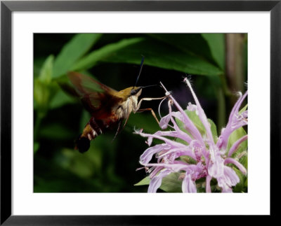 A Hummingbird Sphinx Moth Sticks Out Its Tongue To Eat From A Flower by George Grall Pricing Limited Edition Print image