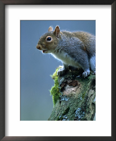 Grey Sqirrel (Sciurus Carolinensis) Adult, Llanidloes, United Kingdom by Andrew Parkinson Pricing Limited Edition Print image