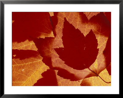 Maple Leaf Collage, Washington, Usa by Jamie & Judy Wild Pricing Limited Edition Print image