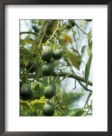 Avocado (Persea Americana) Fruit On Plant by Michele Lamontagne Pricing Limited Edition Print image