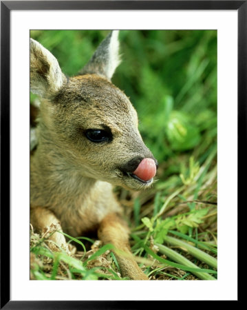 Roe Deer, Young, Uk by Les Stocker Pricing Limited Edition Print image