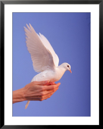 Adult Hand With White Dove by Jim Mcguire Pricing Limited Edition Print image