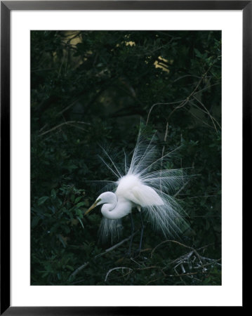 Great Egret Displays Its Plumage by Klaus Nigge Pricing Limited Edition Print image