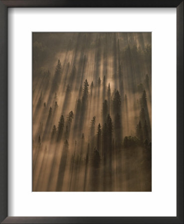 Early Morning Sunlight Burns Through A Fog Over A Minnesota Forest by Annie Griffiths Belt Pricing Limited Edition Print image