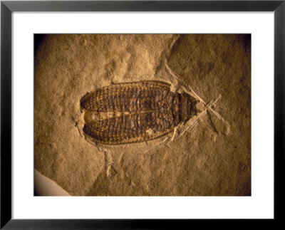 Fossil Beetle Found At Sihetun, China by O. Louis Mazzatenta Pricing Limited Edition Print image
