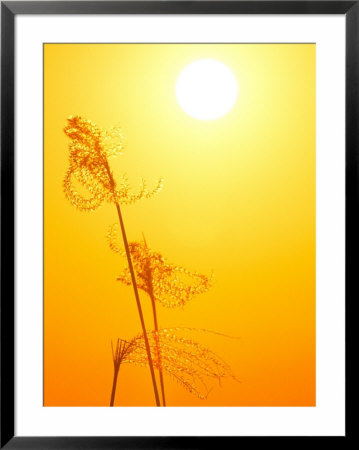 Susuki Grass At Sunset, Kagoshima, Japan by Rob Tilley Pricing Limited Edition Print image