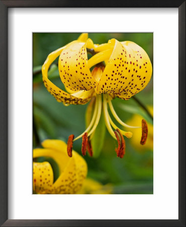 Lilium Citronella by Mark Bolton Pricing Limited Edition Print image