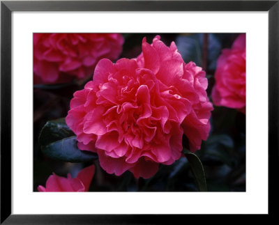 Camellia X Williamsii Anticipation, March Close-Up Of Pink Flower by David Askham Pricing Limited Edition Print image