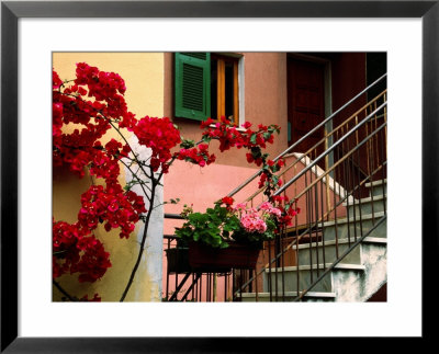 Flowers And Painted Houses In Town In Cinque Terre, Manarola, Liguria, Italy by Diana Mayfield Pricing Limited Edition Print image