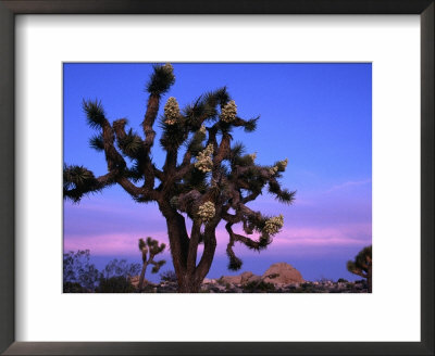 Wildflowers, Joshua Trees, Joshua Tree National Park, California by John Elk Iii Pricing Limited Edition Print image