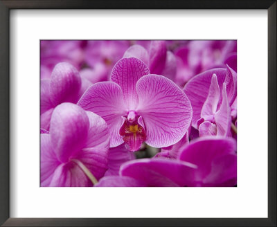 Orchid At Flower Market, Kowloon, Hong Kong, China by Holger Leue Pricing Limited Edition Print image