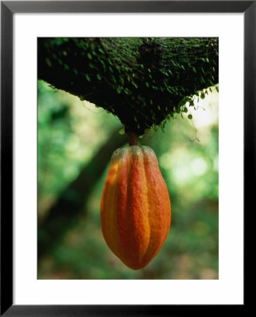 Cocoa Pod Growing On Tree, Grenada by Margie Politzer Pricing Limited Edition Print image
