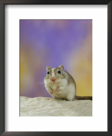 Gerbil by Steimer Pricing Limited Edition Print image