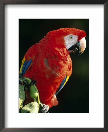Scarlet Macaw by Niall Benvie Pricing Limited Edition Print image