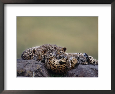 Leopard Resting With Cubs, Masai Mara Game Reserve, Kenya by Anup Shah Pricing Limited Edition Print image