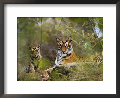 Female Tiger, With Four-Month-Old Cub, Bandhavgarh National Park, India by Tony Heald Pricing Limited Edition Print image