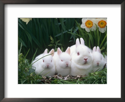 Family Of Albino Netherland Dwarf Rabbits, Usa by Lynn M. Stone Pricing Limited Edition Print image