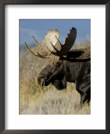 Moose (Alces Alces) Bull, Grand Teton National Park, Wyoming, Usa by Rolf Nussbaumer Pricing Limited Edition Print image