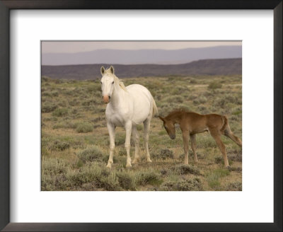 Mustang / Wild Horse, Grey Mare With Colt Foal Stretching, Wyoming, Usa Adobe Town Hma by Carol Walker Pricing Limited Edition Print image