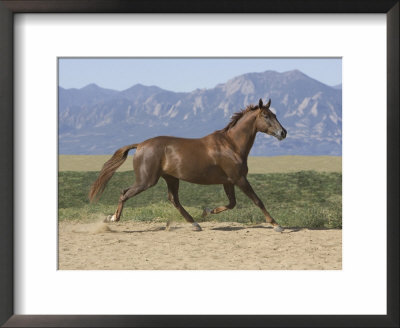 Oldenburg Horse Trotting, Colorado, Usa by Carol Walker Pricing Limited Edition Print image