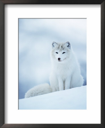 Arctic Fox Male Portrait, Norway by Pete Cairns Pricing Limited Edition Print image