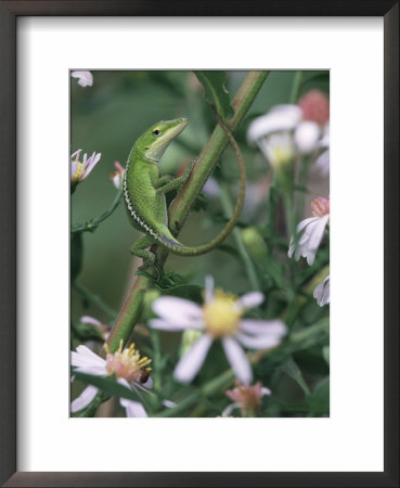 Green Anole, Juvenile, Texas, Usa by Rolf Nussbaumer Pricing Limited Edition Print image
