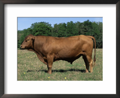 Domestic Cattle, Senepol Bull, Florida, Usa by Lynn M. Stone Pricing Limited Edition Print image