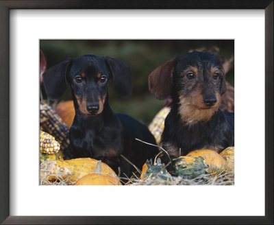 Dachsund Dog Puppies, Smooth Haired And Wire Haired, Dark Coloured by Lynn M. Stone Pricing Limited Edition Print image