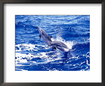 Leaping Clymene Dolphins, Gulf Of Mexico, Atlantic Ocean by Todd Pusser Pricing Limited Edition Print image