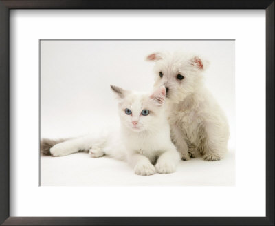 West Highland White Terrier Puppy Sniffing Blue-Eyed Ragdoll Cat's Ear by Jane Burton Pricing Limited Edition Print image