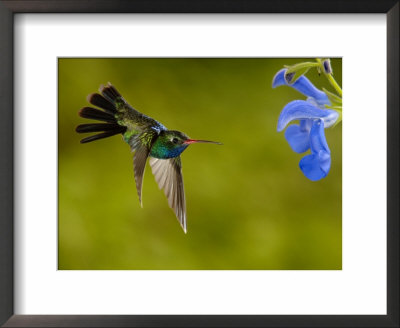 Broad-Billed Hummingbird, Male Feeding On Garden Flowers, Usa by Dave Watts Pricing Limited Edition Print image