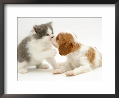 Blenheim Cavalier King Charles Spaniel Puppy Meets Blue Bicolour Kitten by Jane Burton Pricing Limited Edition Print image