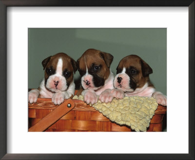 Three Boxer Puppies, Usa by Lynn M. Stone Pricing Limited Edition Print image